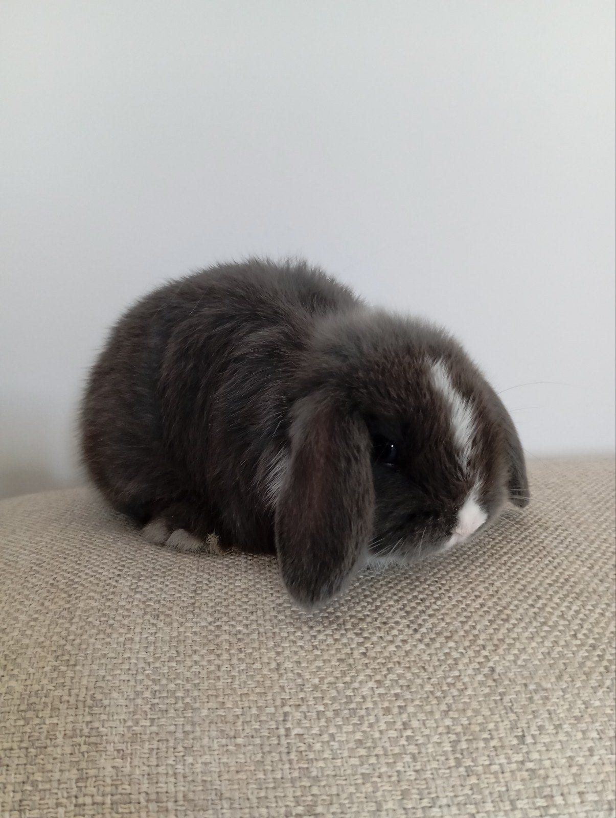 Mini lop vrouwtje, Dieren en Toebehoren