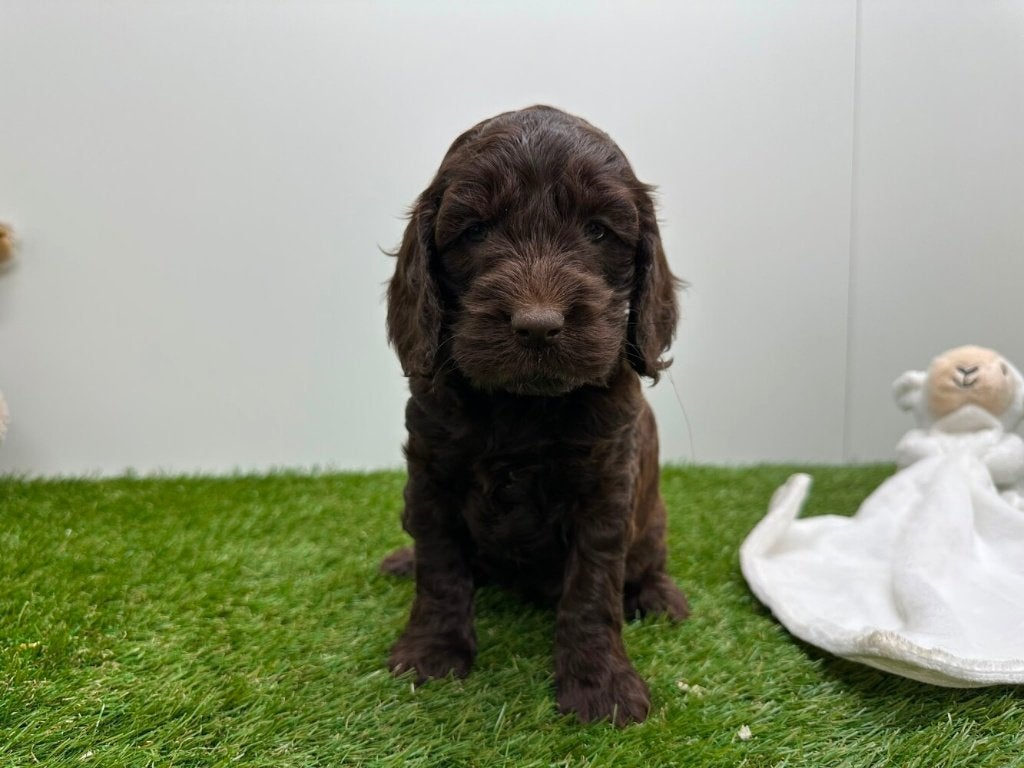 Nestje Cockapoo pups 1, Parvo, België, 8 tot 15 weken, Meerdere