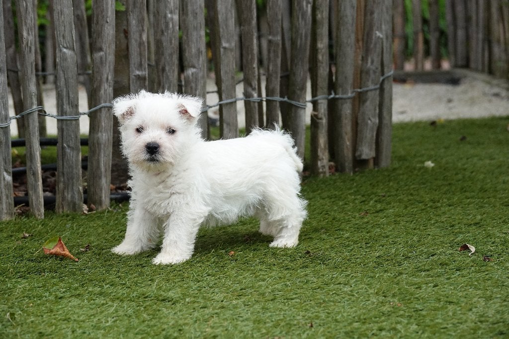 Magnifique terrier blanc des West Highlands (Westie), Autres races, Plusieurs, Hépatite contagieuse (maladie de Rubarth), Belgique