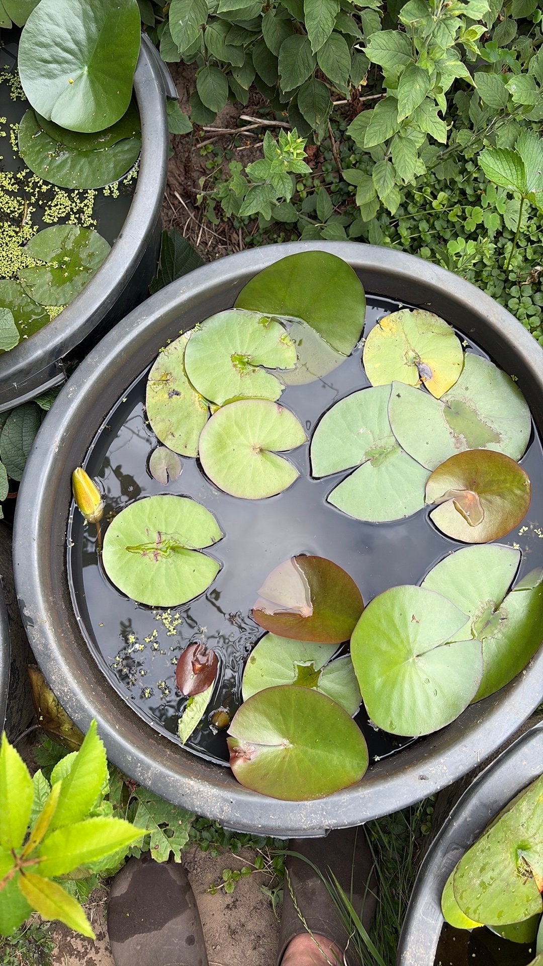 Waterlelies, grote planten,, Ophalen, Zo goed als nieuw