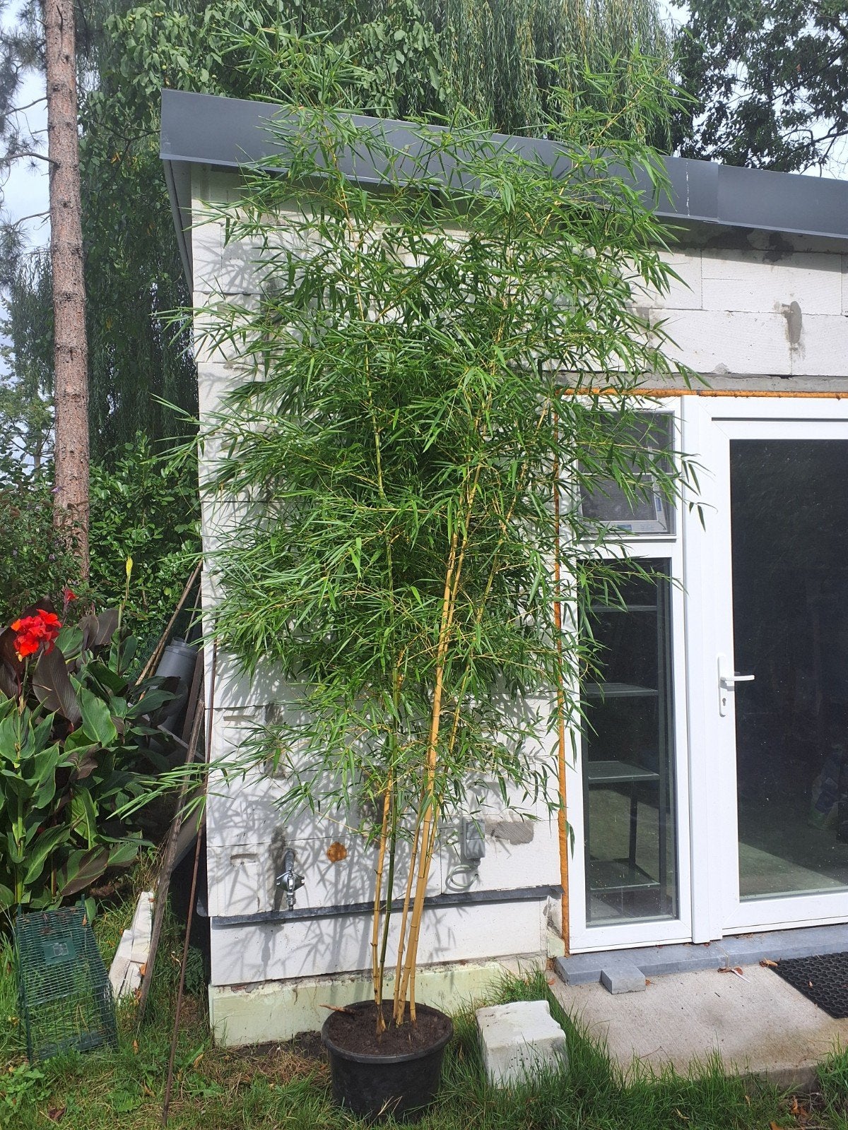 bambou 3 m Phyllostachys aureosulcata, Jardin & Terrasse, Enlèvement