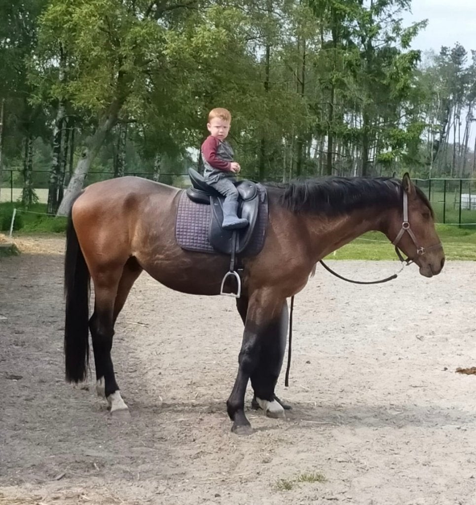 Ruin weidemaatje, Animaux & Accessoires, Hongre