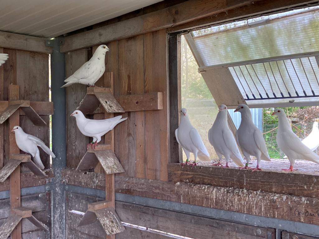 Witte postduiven, Plusieurs animaux, Pigeon voyageur