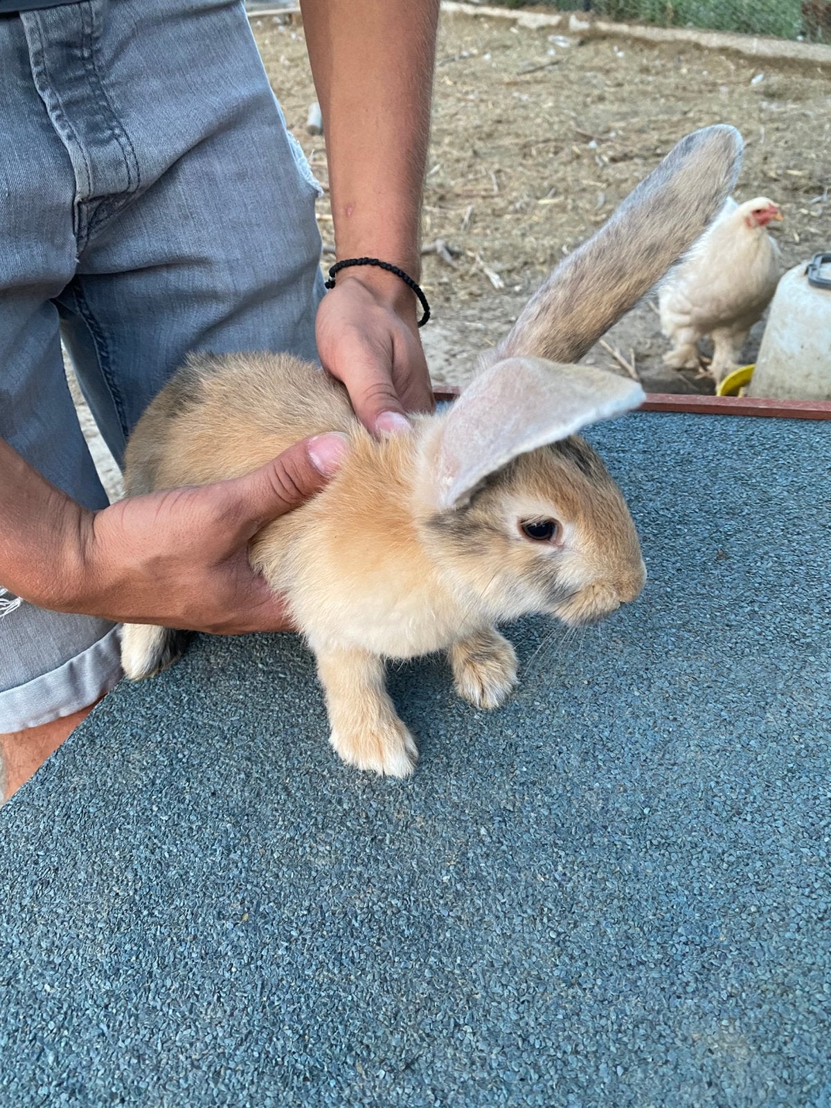 Vlaams/duitse reusjes, Plusieurs animaux, Grand, 0 à 2 ans