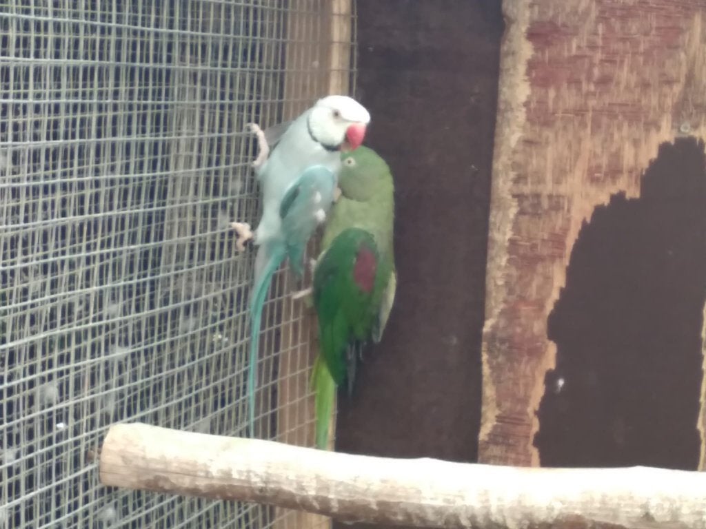 halsbandparkiet, Animaux & Accessoires, Oiseaux | Perruches & Perroquets, Plusieurs animaux, Perruche, Bagué