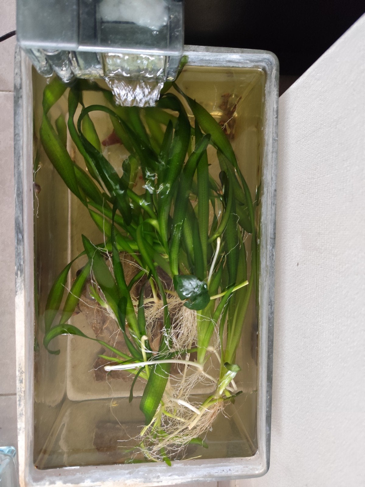 Reuzevalisneria, slakjes, ancistra., Dieren en Toebehoren, Vis, Zoetwatervis