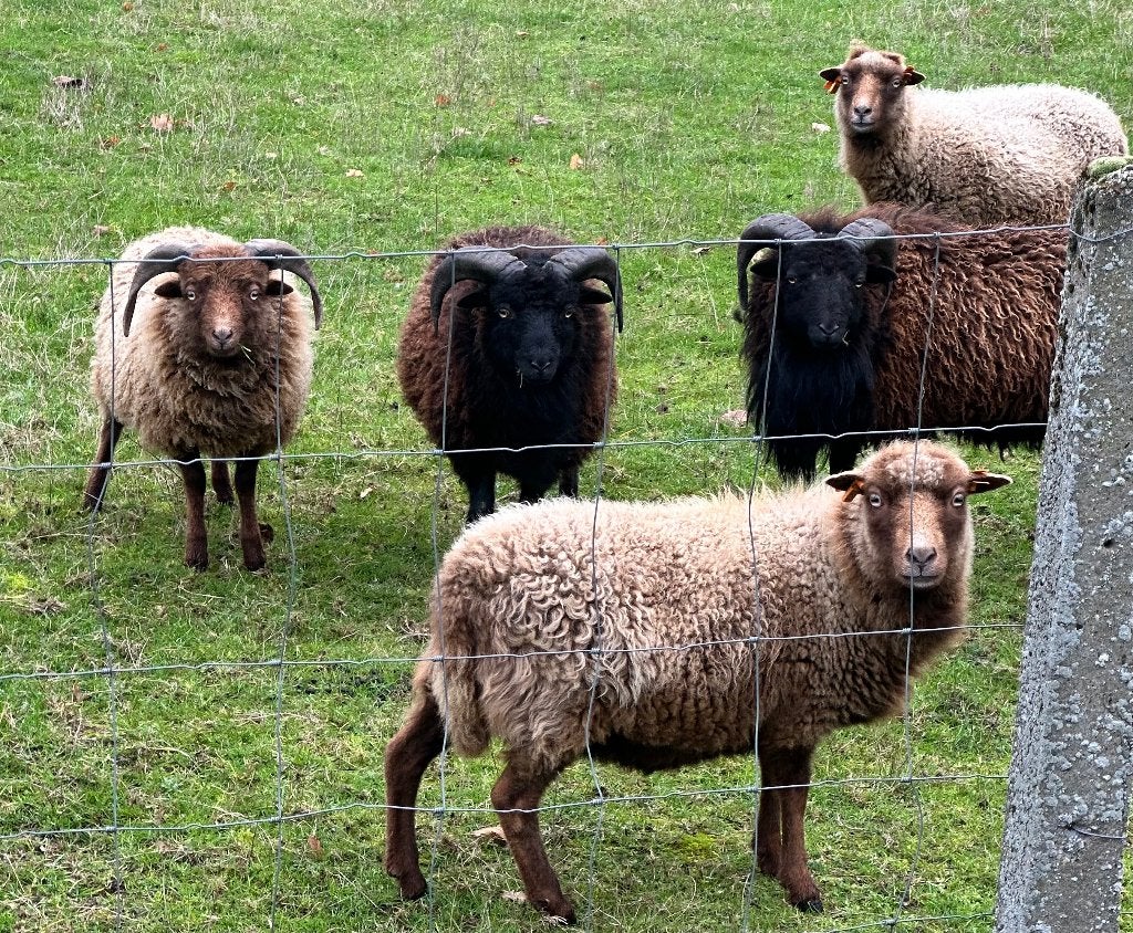 Ouessant rammen 2026