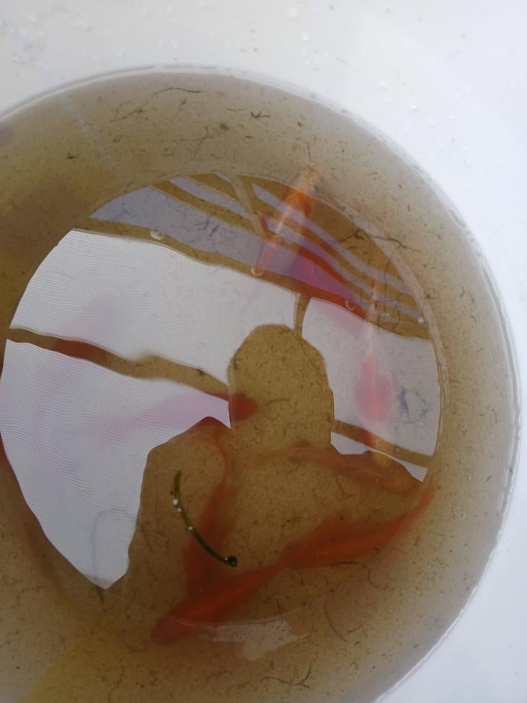 Vissen, Poisson(s) rouge(s)
