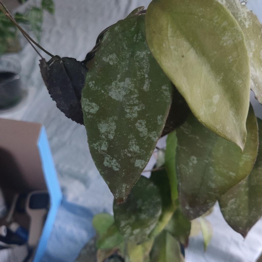 Hoya caudata sumatra cuttings, Ophalen of Verzenden