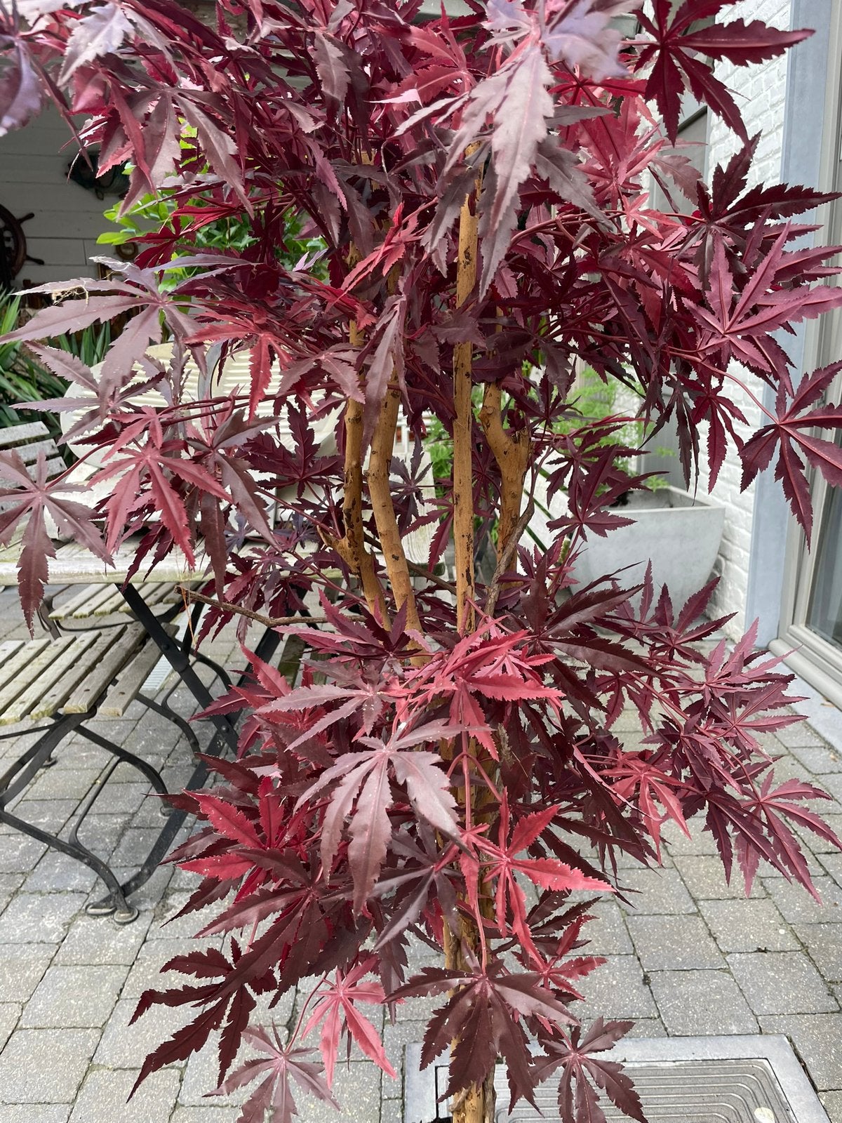 Kunststof plant, Ophalen