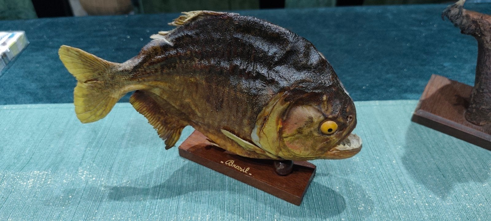 Piranha, Enlèvement