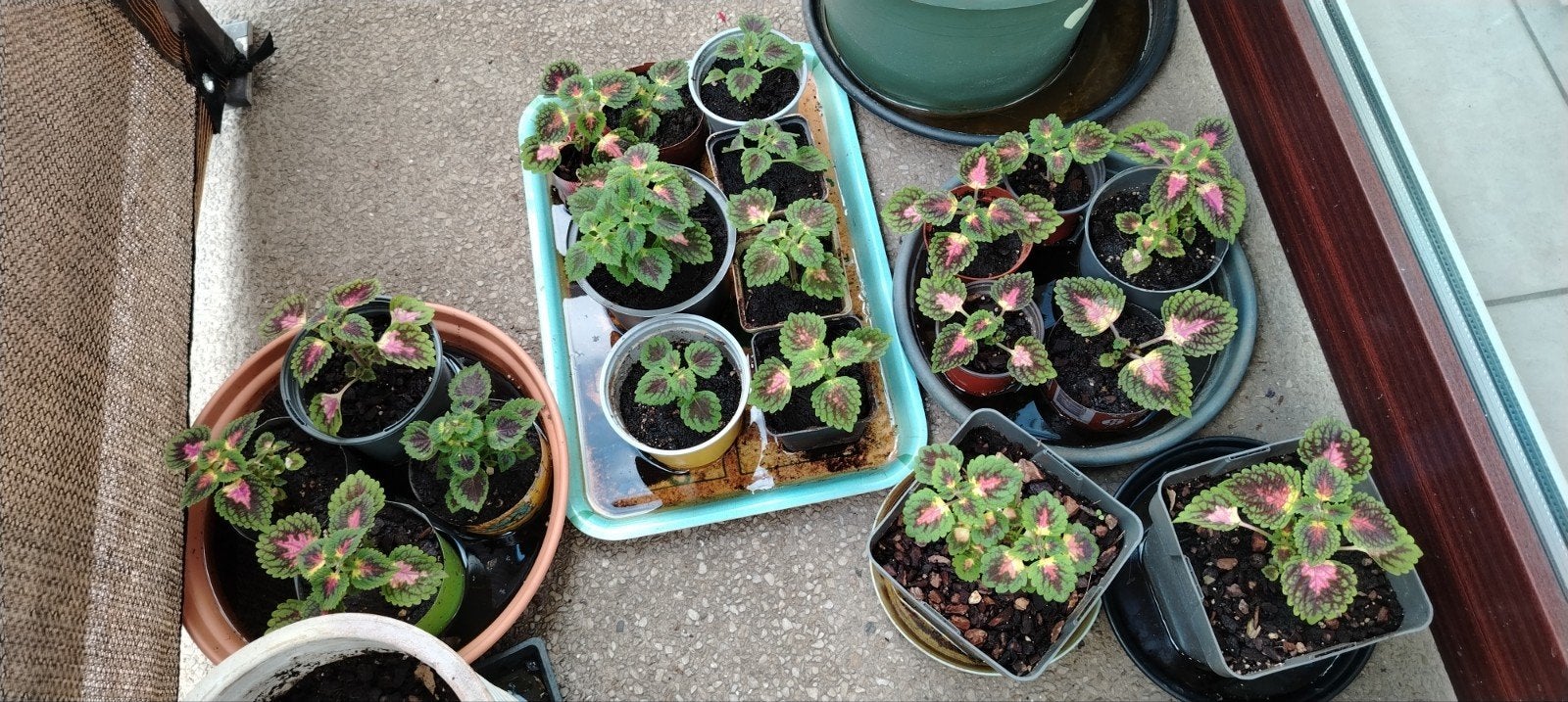 Plantes - boutures _ jeunes Coleus en pot., Enlèvement ou Envoi, Mi-ombre