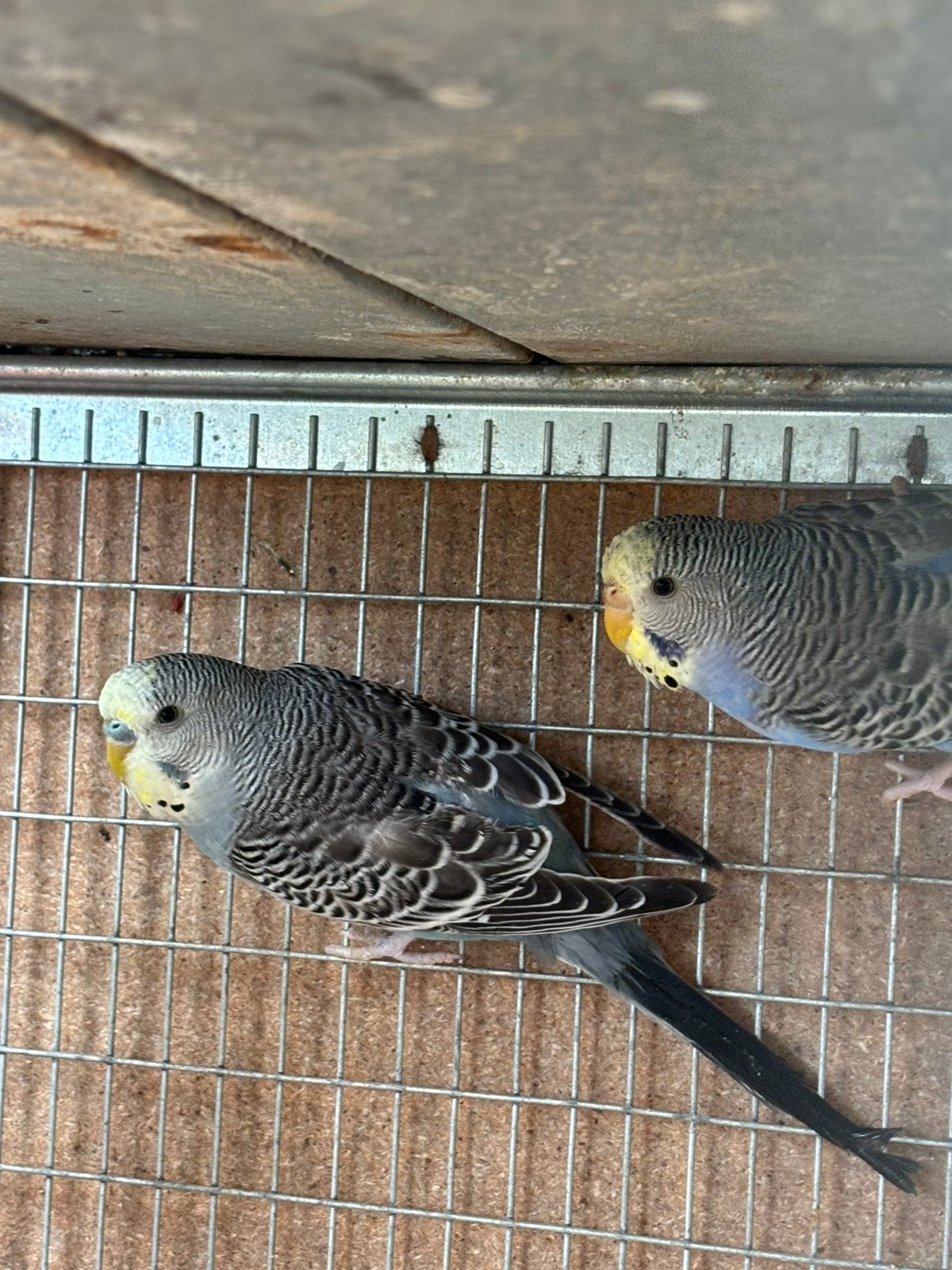 À vendre, Animaux & Accessoires, Perruche
