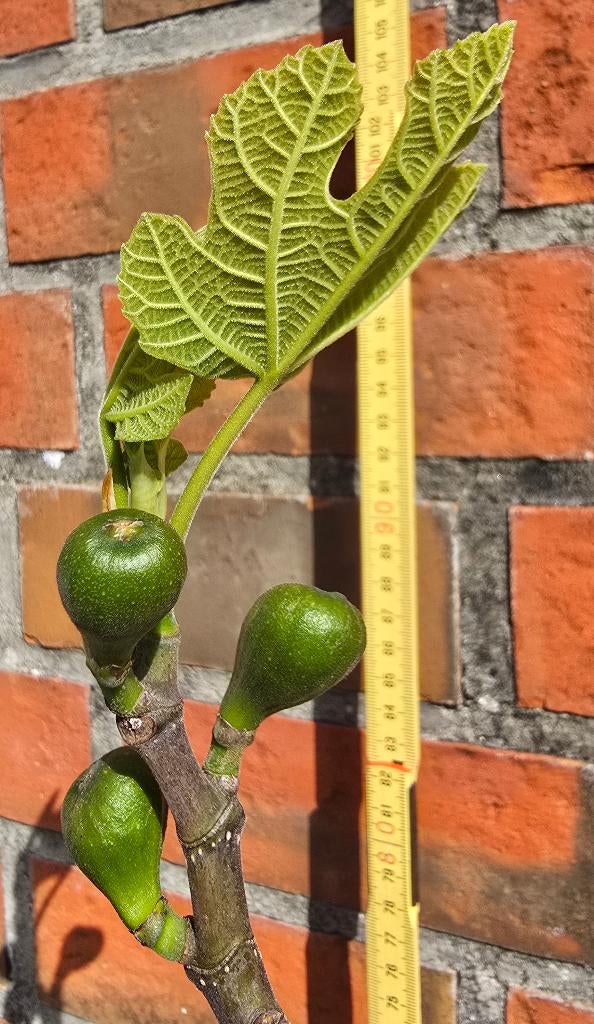 Figuier Brown Turkey Ficus Carica 1v2, Jardin & Terrasse, Plantes | Arbres fruitiers, Figuier, En pot, Plein soleil, Moins de 100 cm