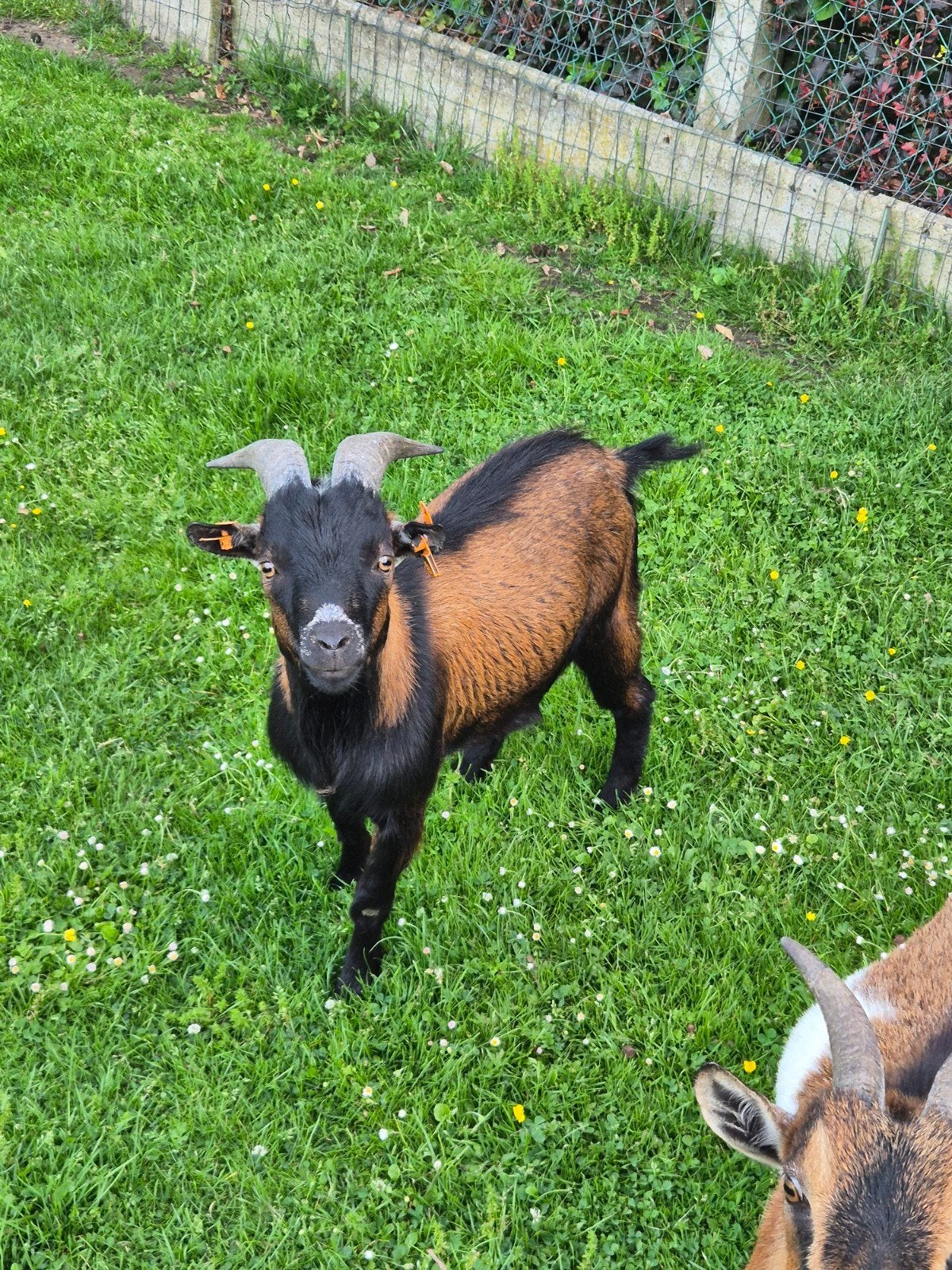Bok 18 maanden oud, Dieren en Toebehoren, Schapen, Geiten en Varkens, Mannelijk, Geit, 0 tot 2 jaar