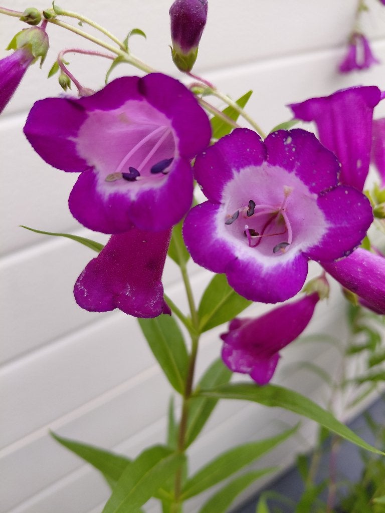Penstemon purple Passion, Tuin en Terras, Planten | Tuinplanten, Ophalen, Halfschaduw