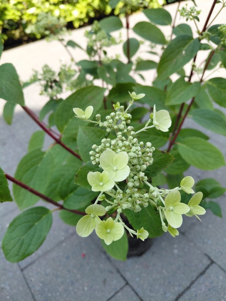 Hydrangea Wim's Red, Ophalen, Halfschaduw