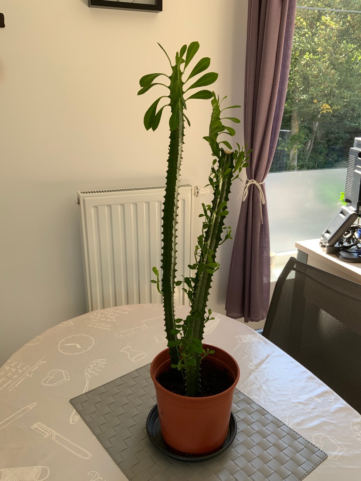 Cactus, Ophalen