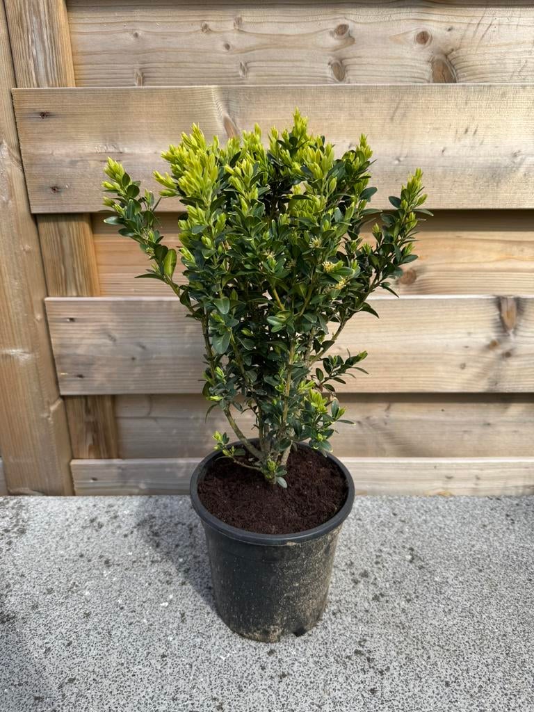 Buxus in pot (30/35 cm), Tuin en Terras, Planten | Struiken en Hagen, Haag, Buxus, Minder dan 100 cm, Ophalen