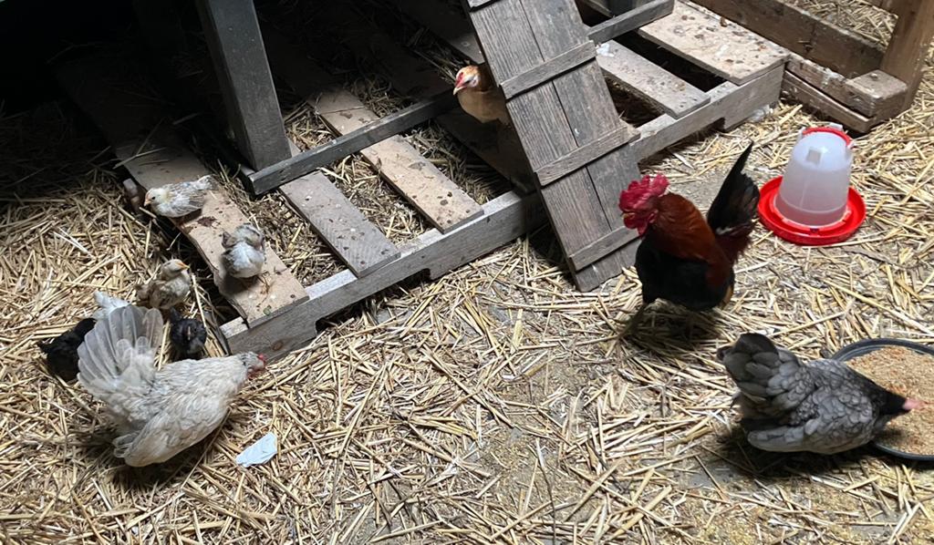 Serama kuikentjes, Sexe inconnu, Poule ou poulet