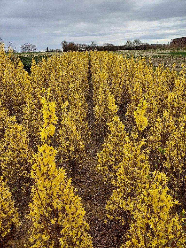 Forsythia, Tuin en Terras, Planten | Struiken en Hagen, Ophalen