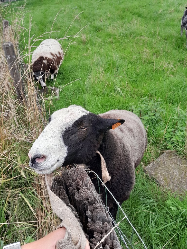 Zwartbles dekbok, Mannelijk, Schaap, 0 tot 2 jaar