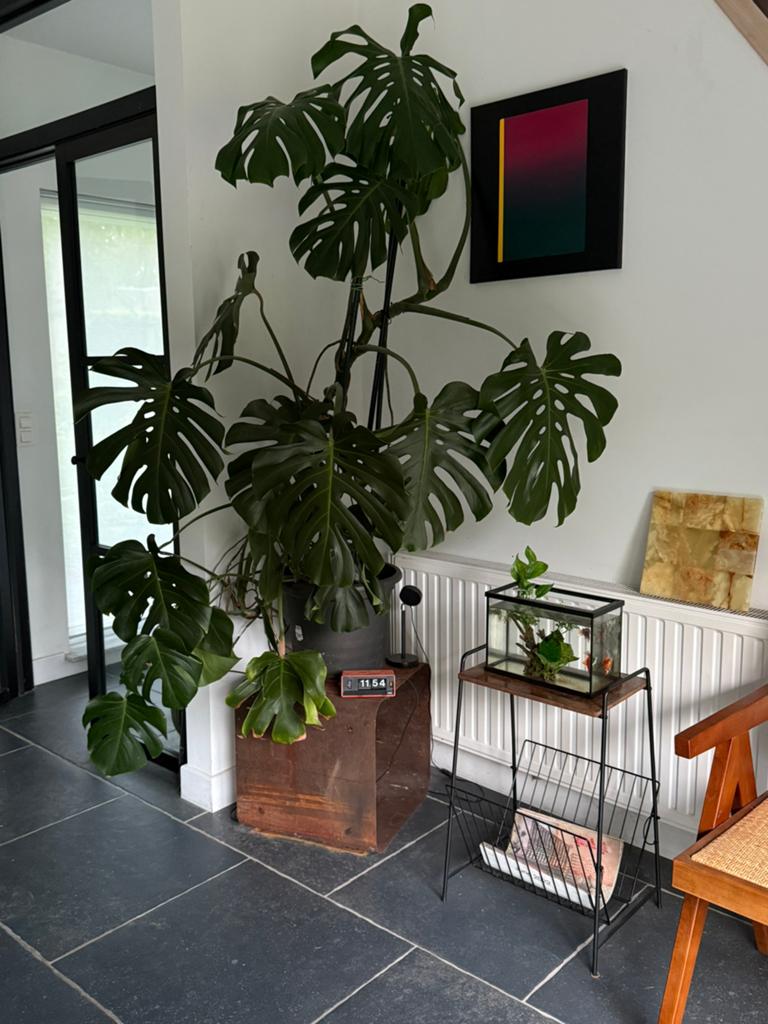 Monstera deliciosa, Huis en Inrichting, Ophalen