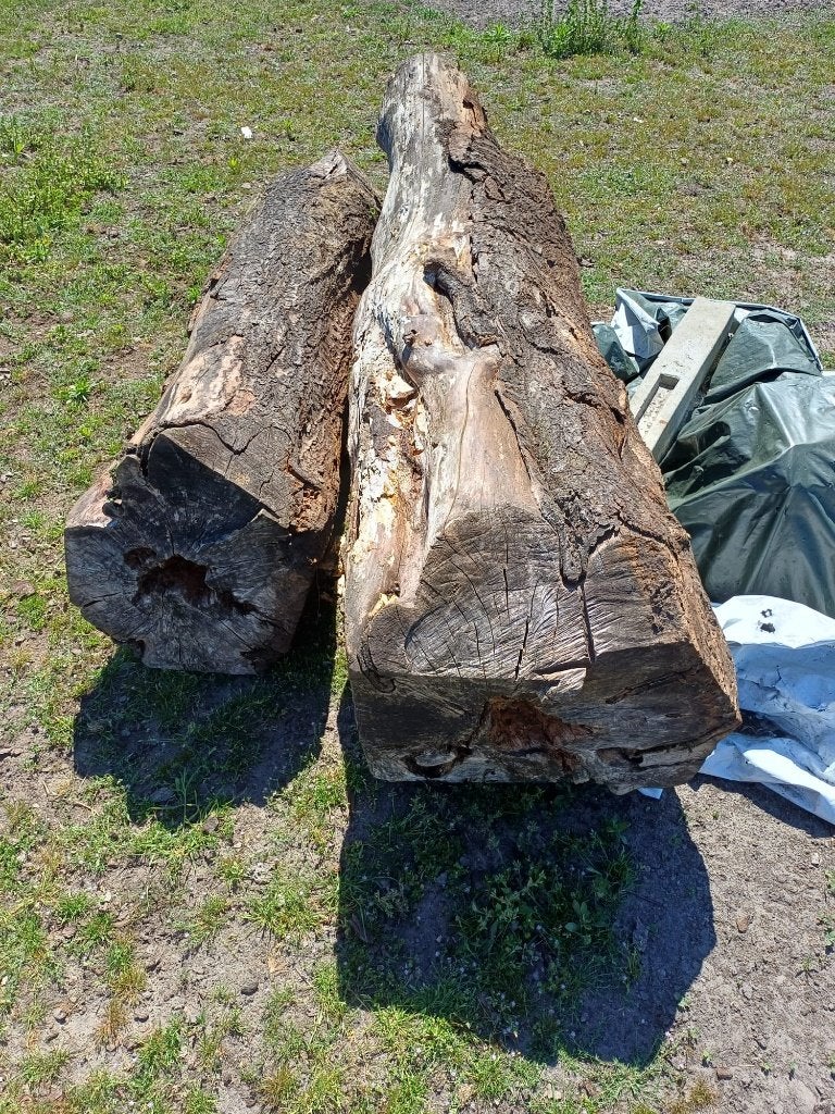 Stammen van kersenbomen, Ophalen