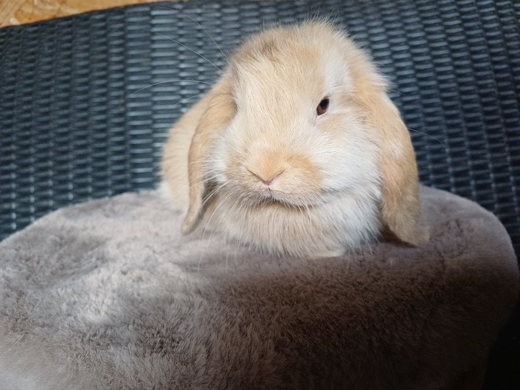 Jappaner voedster, Dieren en Toebehoren, Vrouwelijk, Dwerg, Hangoor, 0 tot 2 jaar