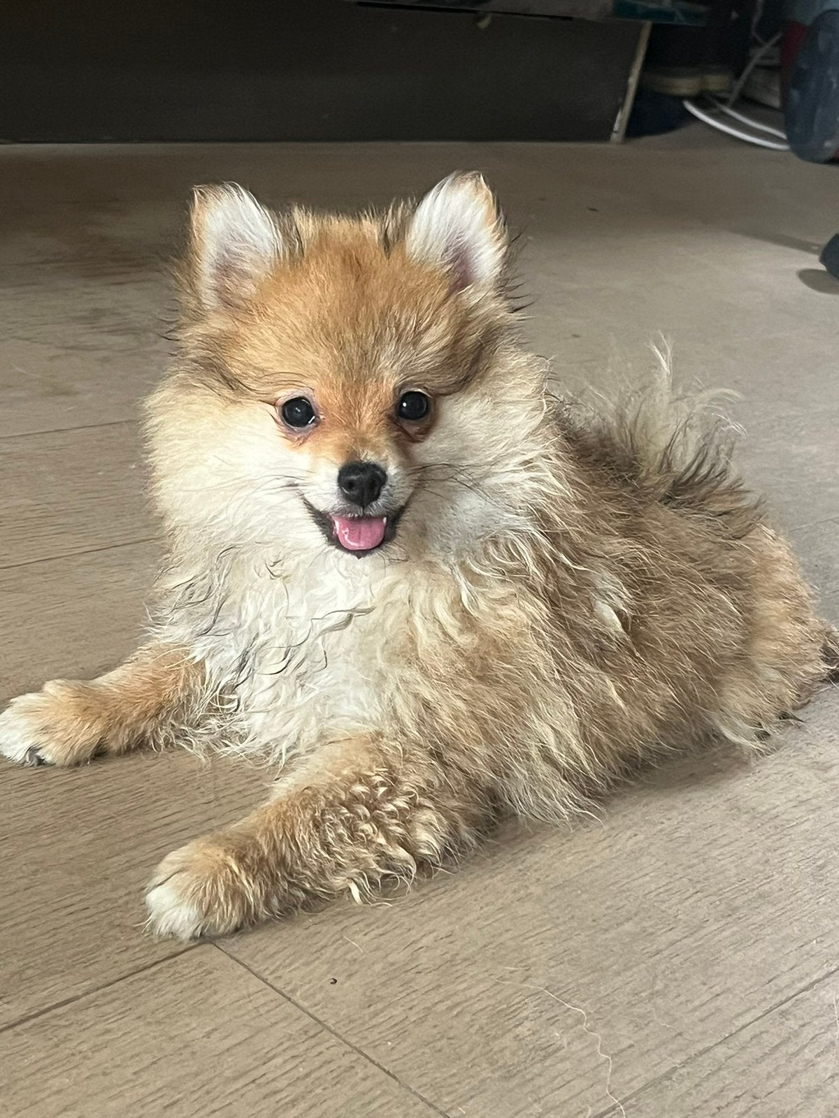 Pomeriaan pups, Particulier, Autres races, 8 à 15 semaines, Plusieurs