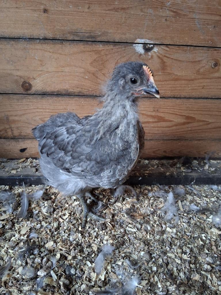 Poussin, Mâle, Poule ou poulet