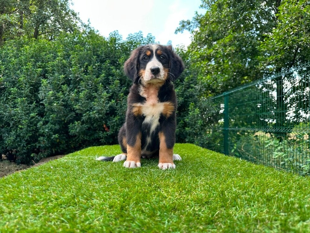 Berner Sennen pups, België, 8 tot 15 weken, Parvo, Meerdere