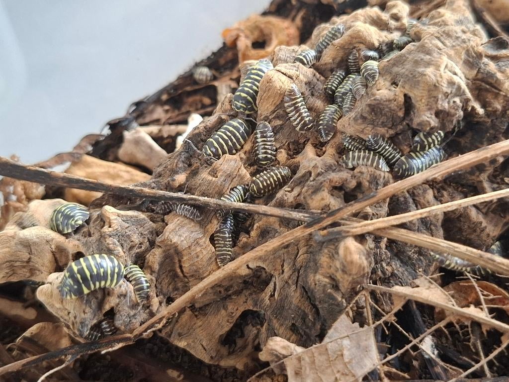 Isopods - Armadillidium yellow zebra, Dieren en Toebehoren, Overige soorten