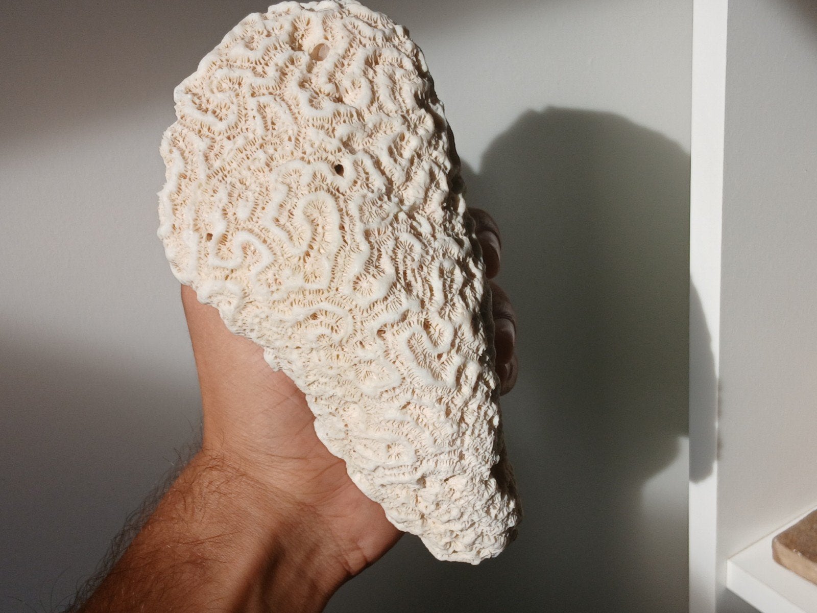 fossile, Collections, Enlèvement ou Envoi, Fossile