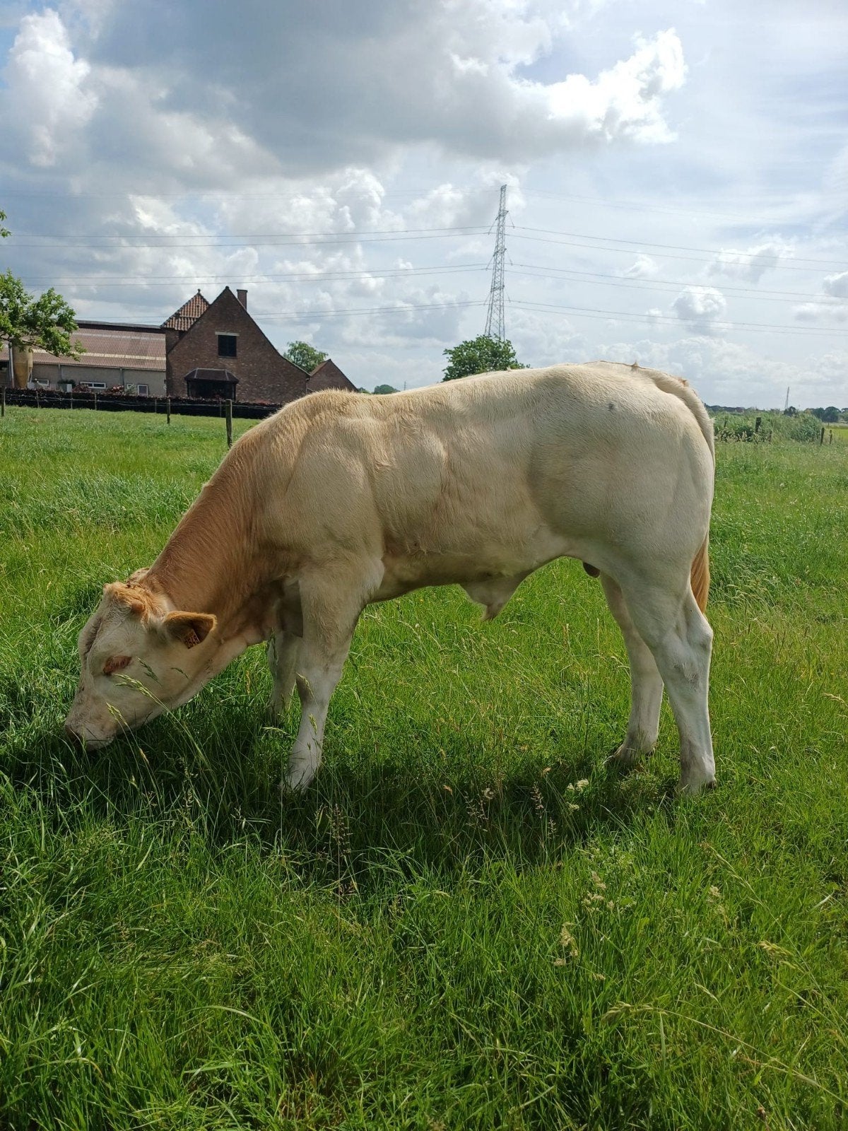 Handtamme blonde Aquitaine dekstier,, Dieren en Toebehoren