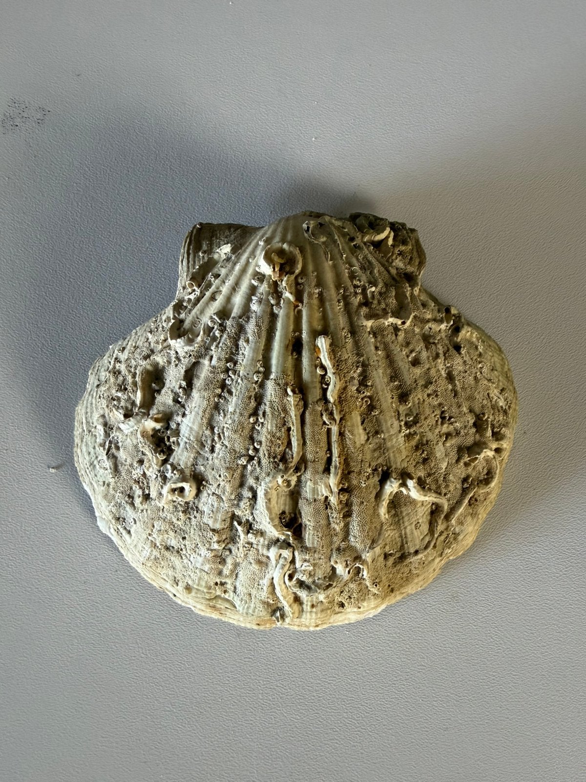 Mantelschelpen, Ophalen, Schelp(en)