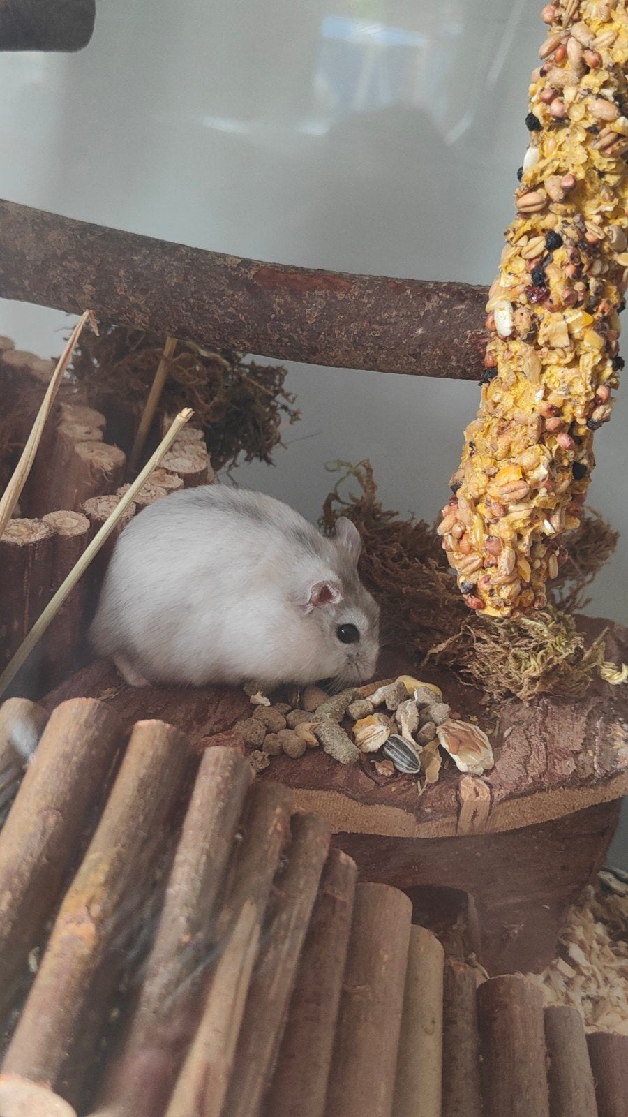 Jonge hamster 🐹, Animaux & Accessoires, Juin, Mâle, Hamster