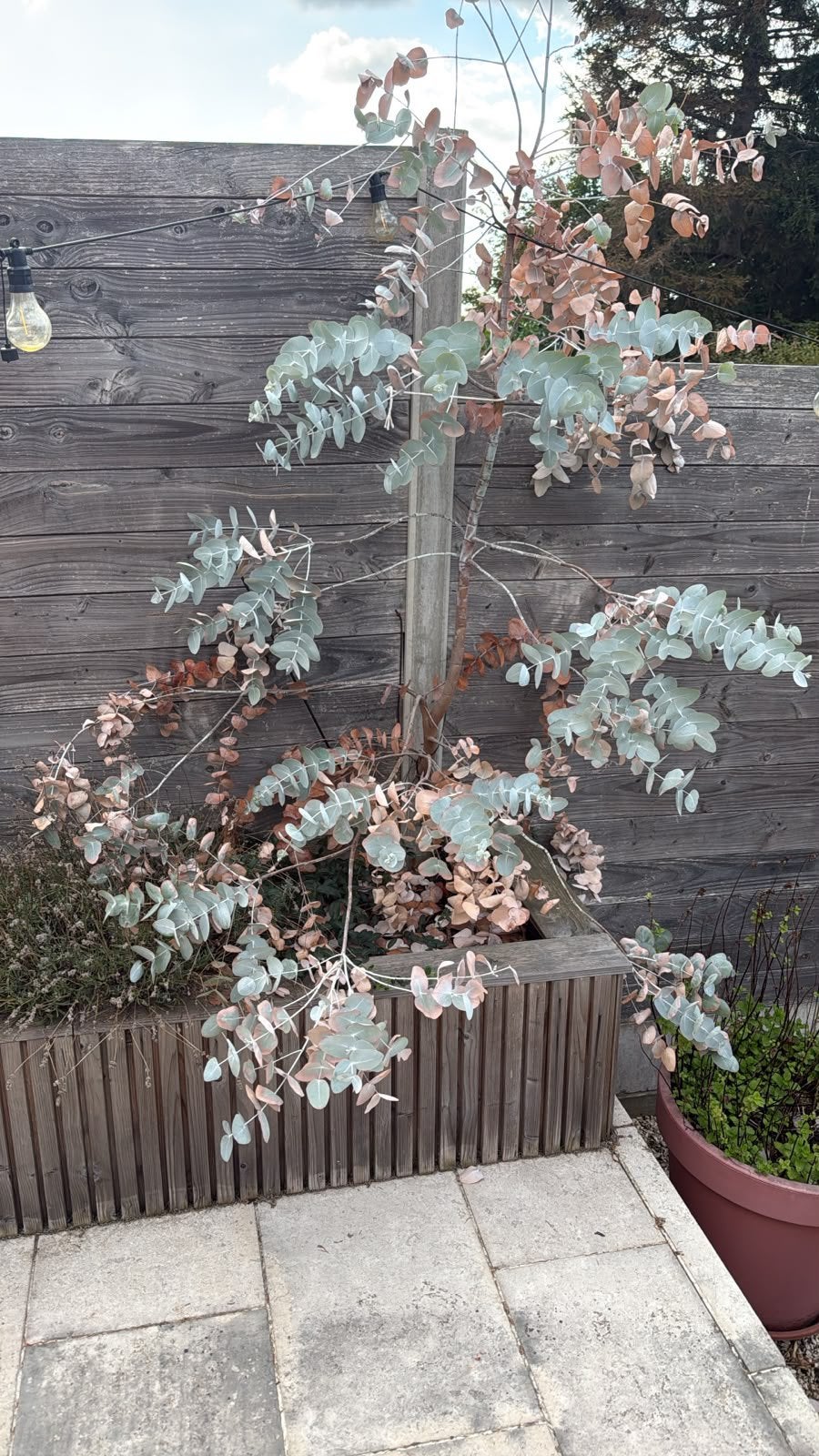 Eucalyptus boompjes, Ophalen, Overige soorten