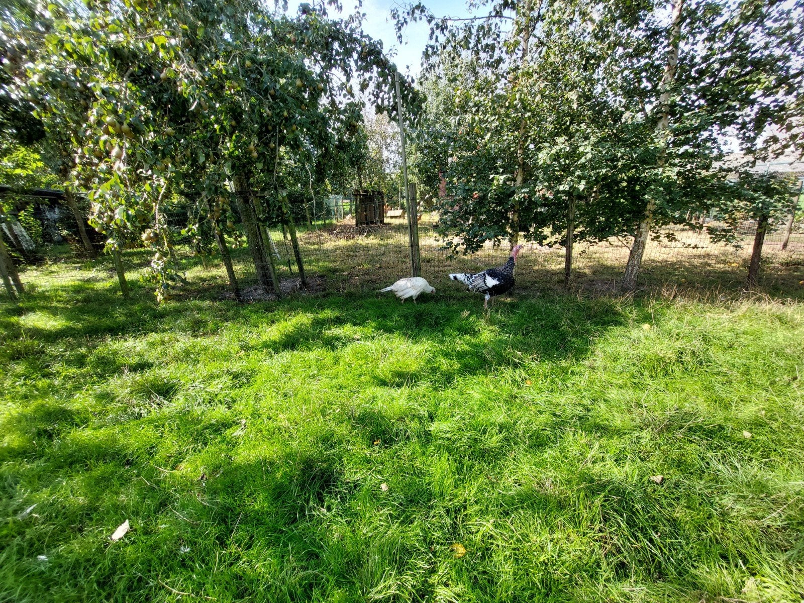 Ronquires kalkoenenkop, Dieren en Toebehoren