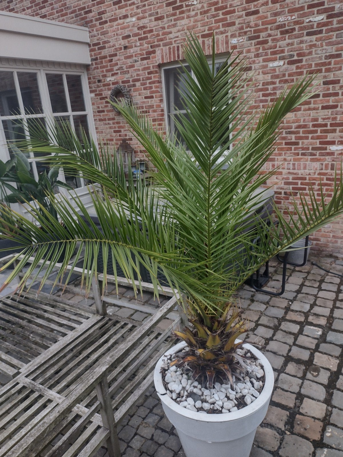 Canarische palmboom, Ophalen, Palmboom