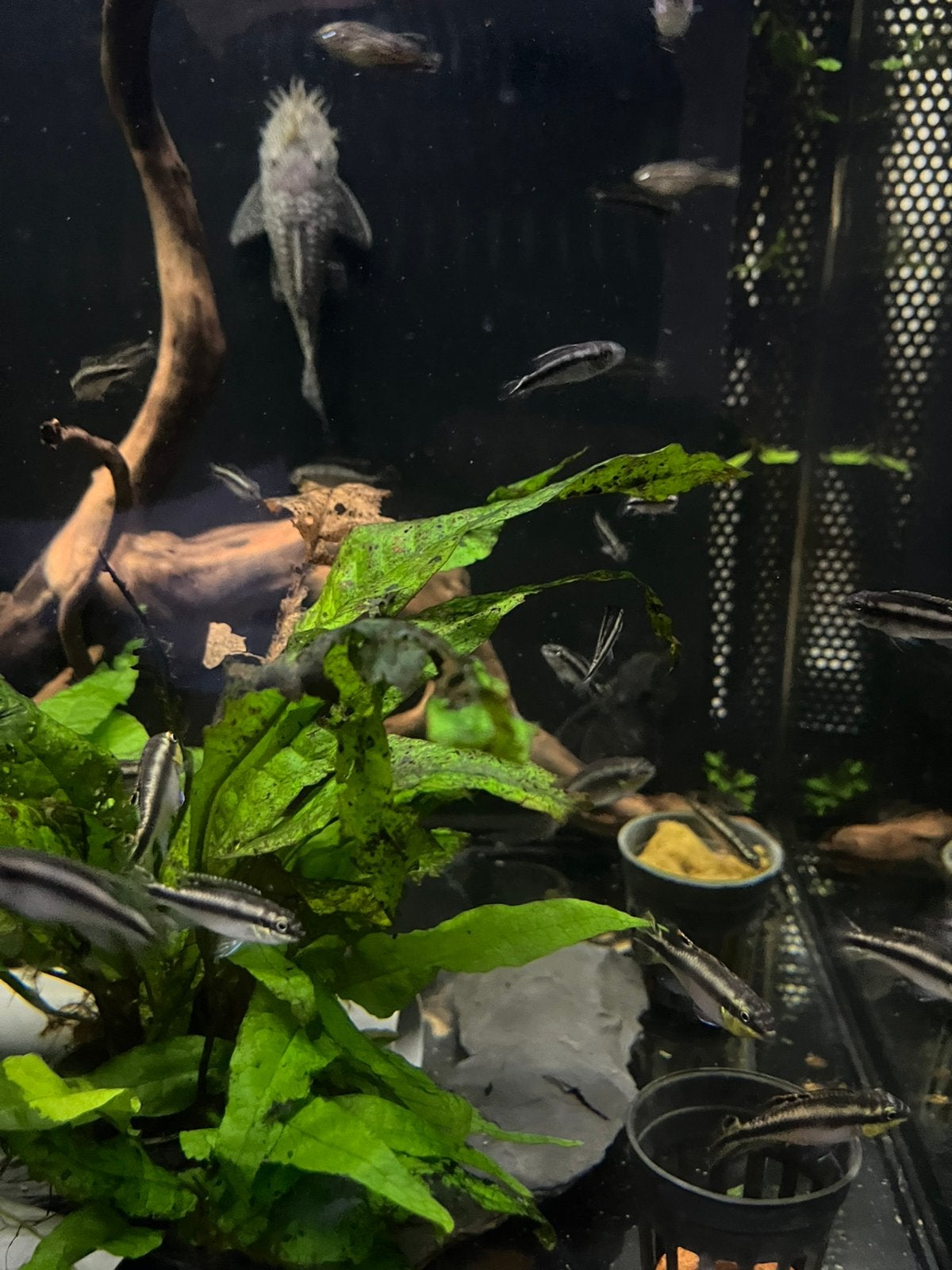 Volledige groep kersenbuikjes te koop, Poisson, Poisson d'eau douce, Banc de poissons