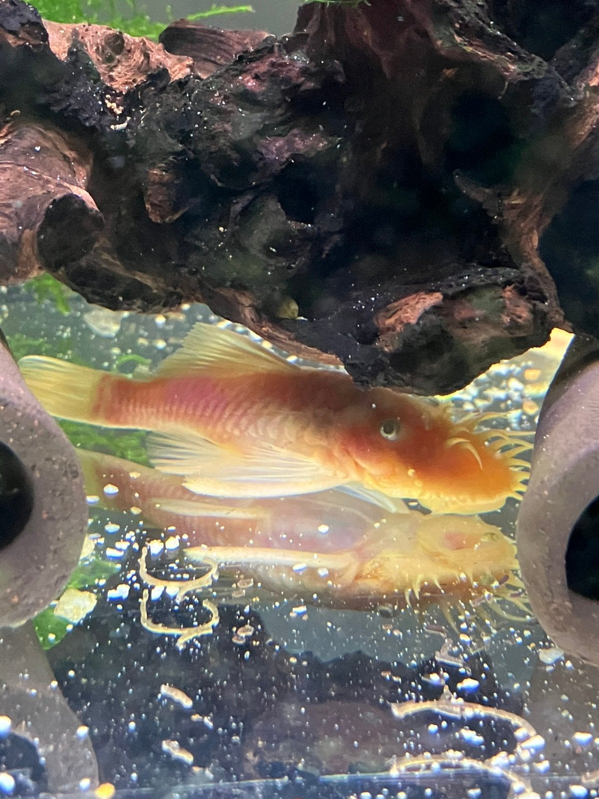 L144 lemon pleco