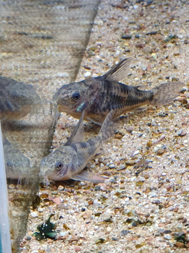Colydoras paleatus