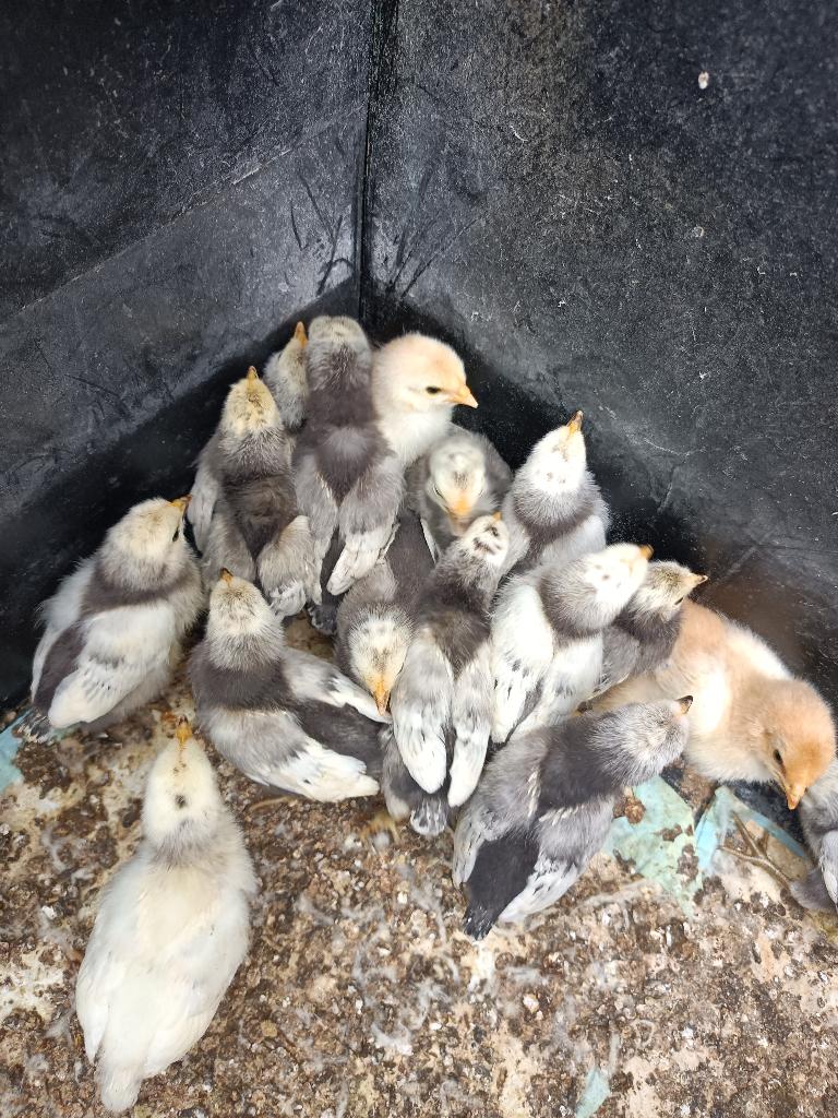kuikens, Dieren en Toebehoren, Geslacht onbekend, Kip