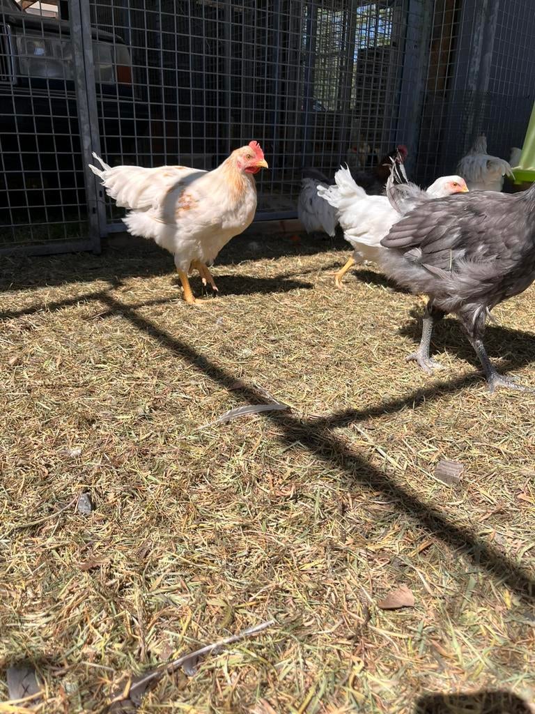 Verschillende kleuren legkippen, Dieren en Toebehoren, Meerdere dieren, Kip