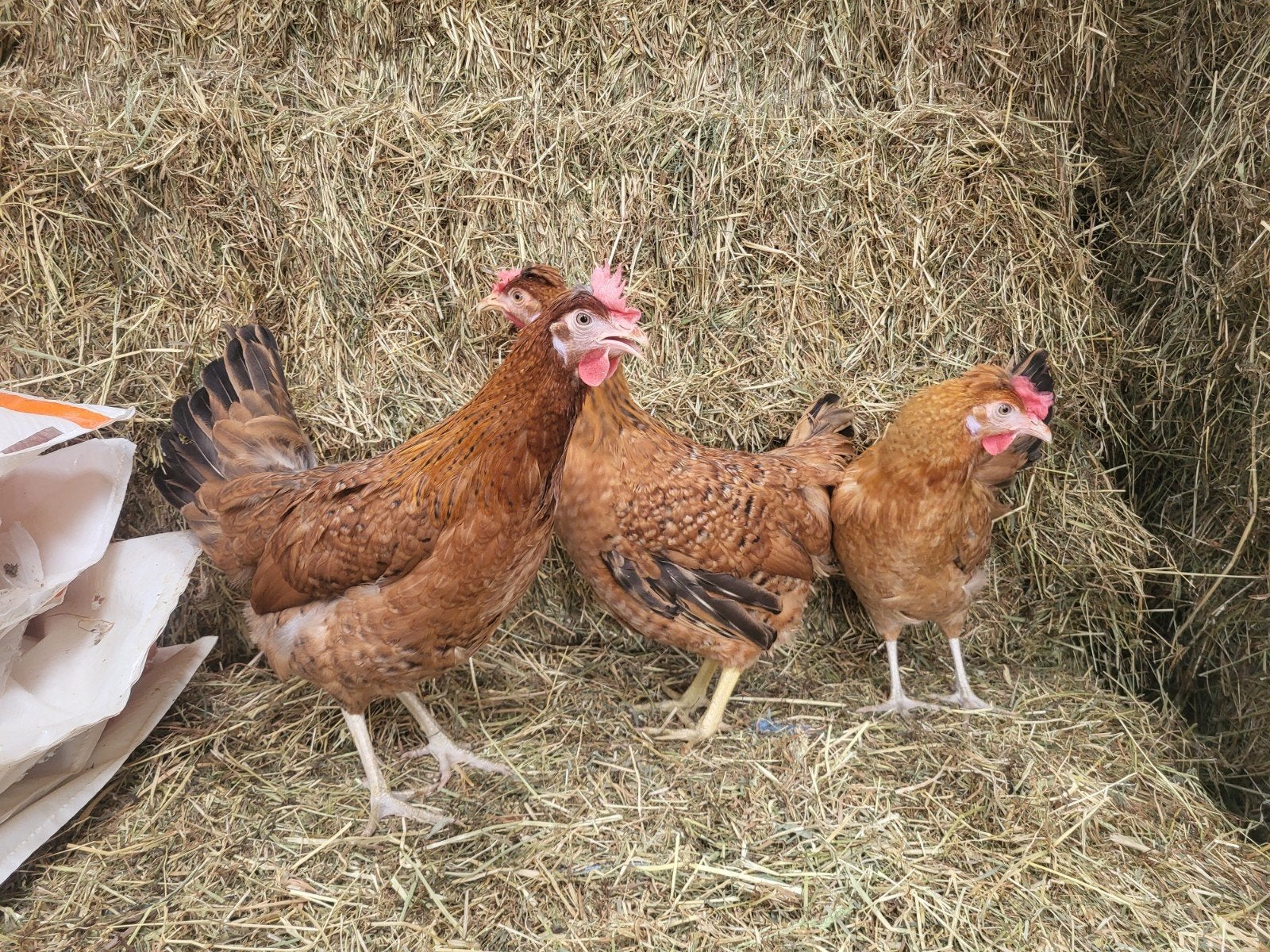 couches d'olives, Femelle, Poule ou poulet