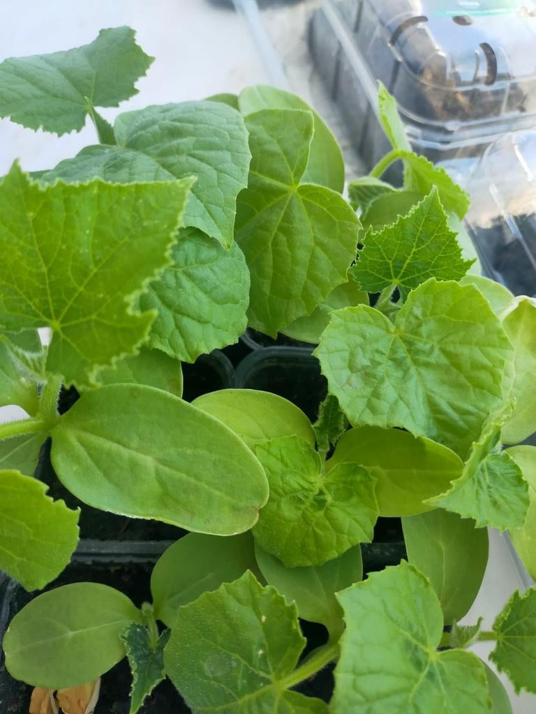 PLANTS DE CONCOMBRES TOMATES COURGETTES PIMENTS PHYSALIS, Enlèvement