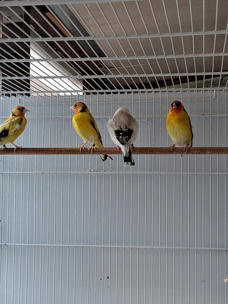 Putters, Dieren en Toebehoren, Vrouwelijk, Geringd