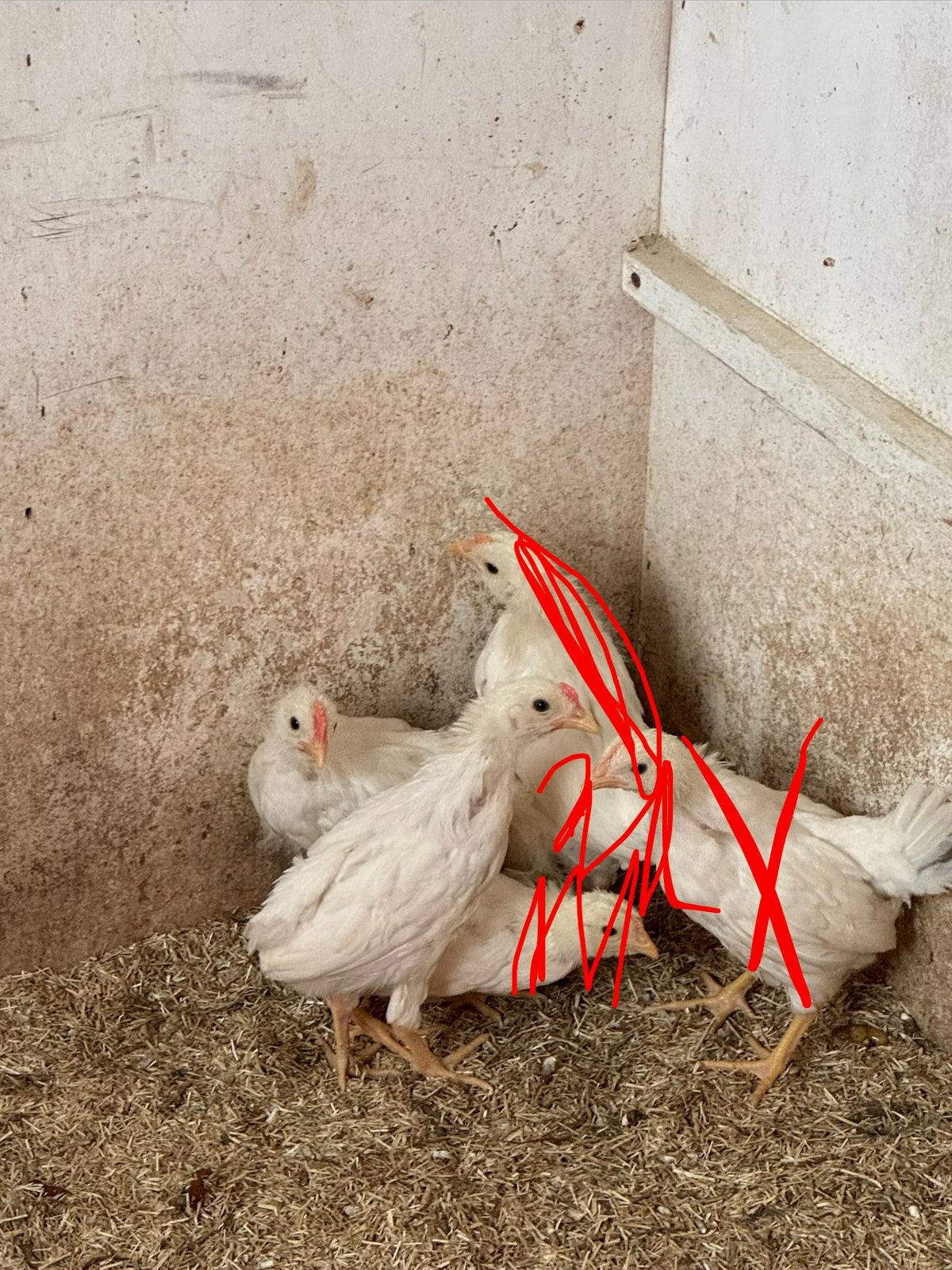 2 coqs Livourne, Mâle, Poule ou poulet