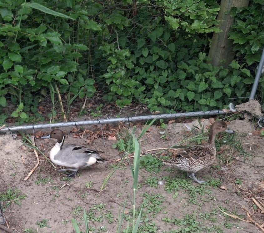 koppel Europese pijlstaarten, Plusieurs animaux, Canard